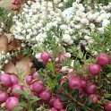 Pernettya mucronata fruits rose et blanc